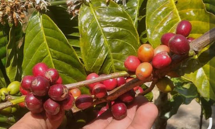 Java Slamet Coffee on Mount Slamet