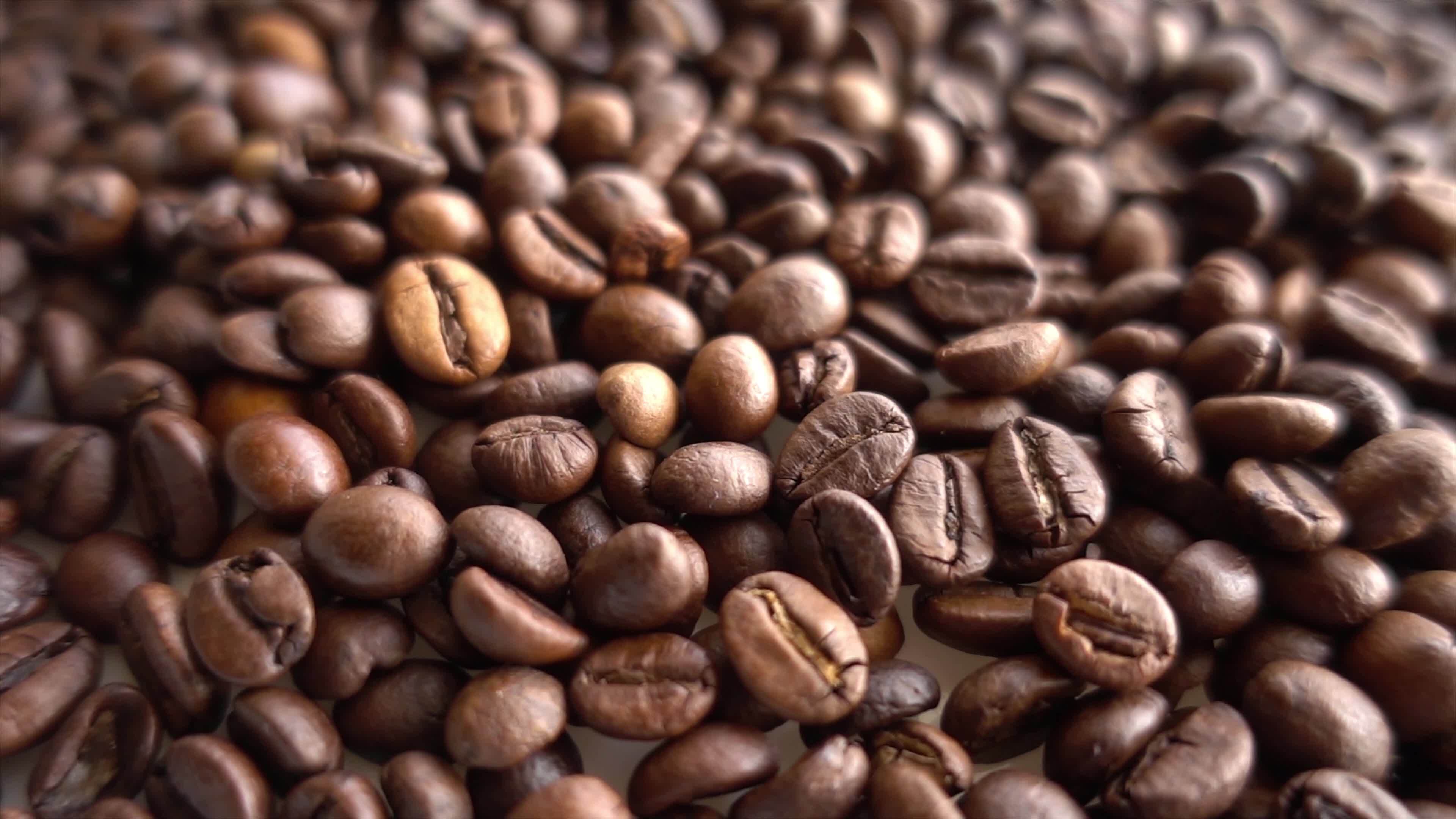 Coffee Beans Trade Insights: From Origin to Export-Ready Lots